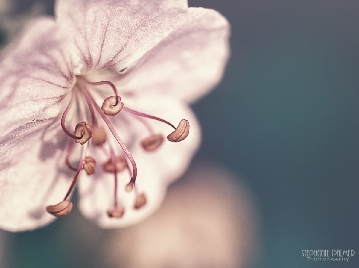 Canon EOS 7D + Sigma 105mm F2.8 EX DG Macro sample photo. Floral dreams photography