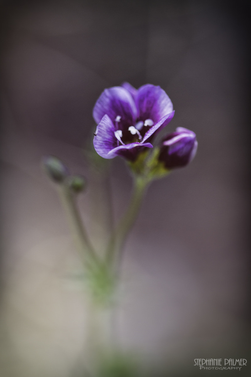 Canon EOS 7D + Sigma 105mm F2.8 EX DG Macro sample photo. Little jewel photography