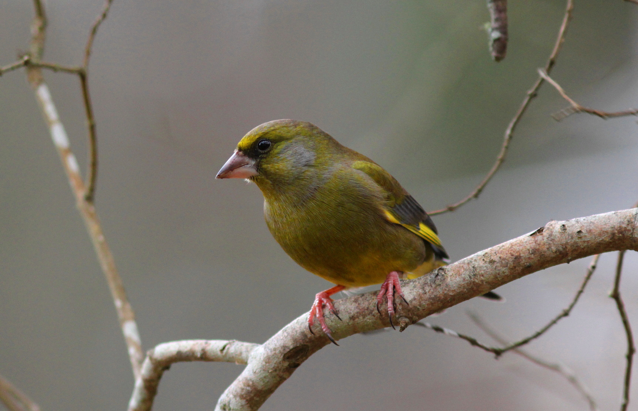 Canon EOS 60D + Canon EF 300mm F4L IS USM sample photo. Greenfinch photography