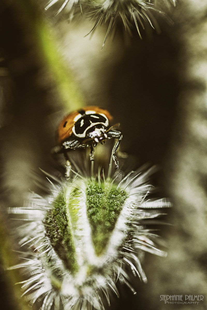 Canon EOS 7D + Sigma 105mm F2.8 EX DG Macro sample photo. Best face forward photography
