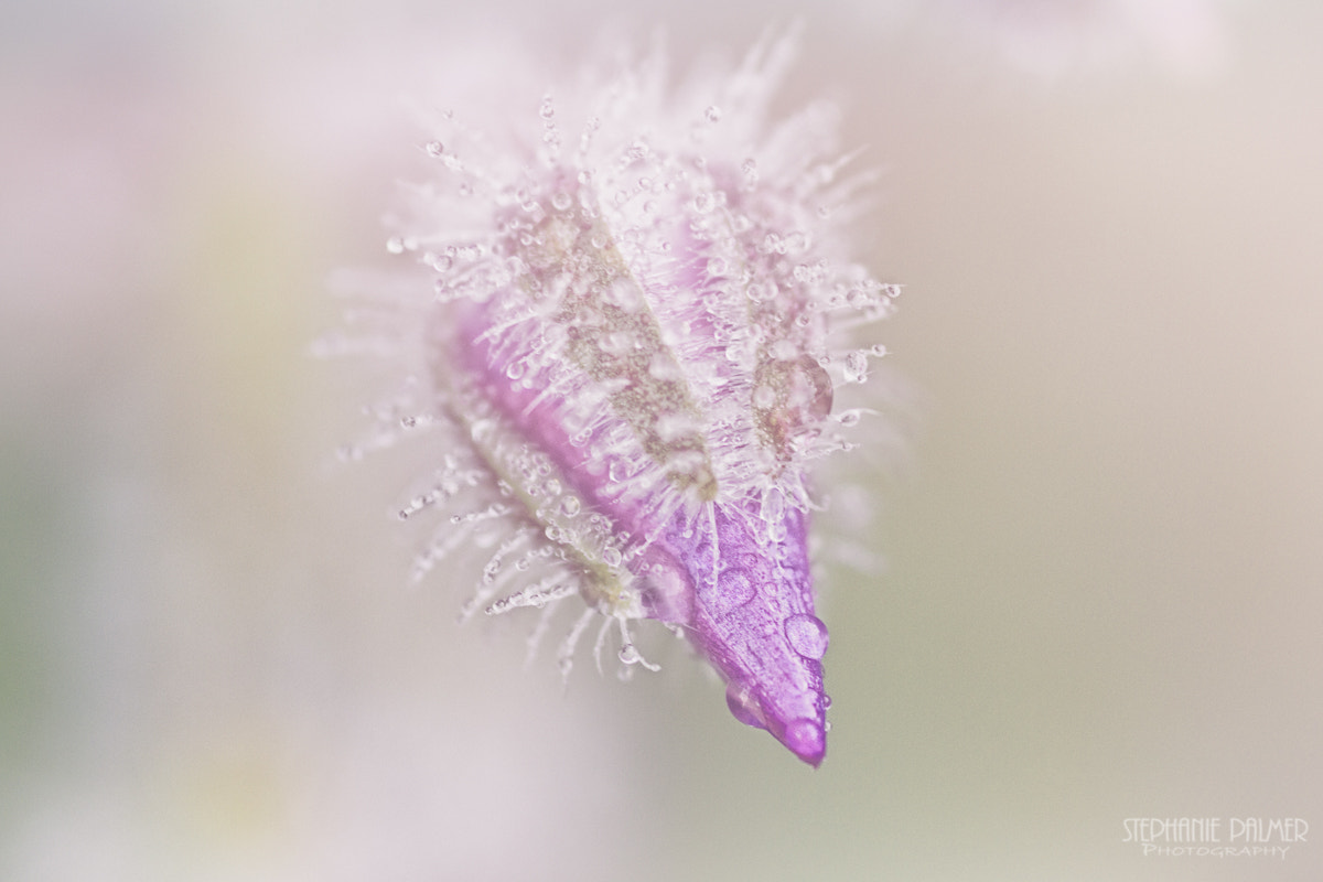 Canon EOS 7D + Sigma 105mm F2.8 EX DG Macro sample photo. Budding flower in the fog photography