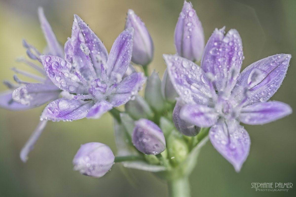 Canon EOS 7D + Sigma 105mm F2.8 EX DG Macro sample photo. Small purple flowers in morning dew photography