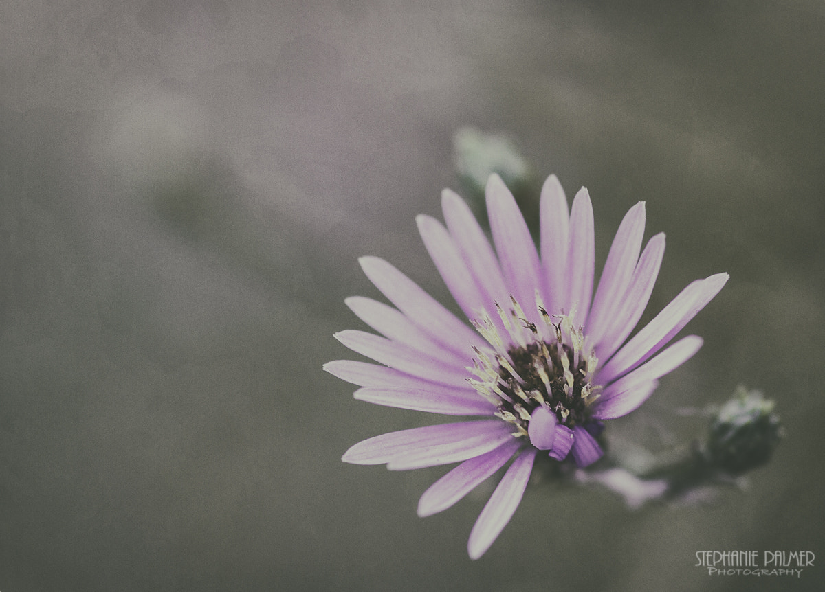 Canon EOS 7D + Sigma 105mm F2.8 EX DG Macro sample photo. Daisy like photography
