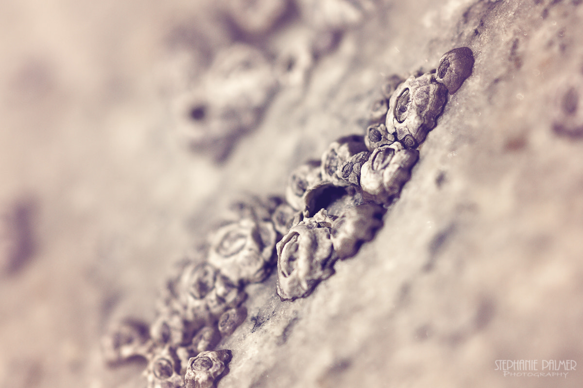 Canon EOS 7D + Sigma 105mm F2.8 EX DG Macro sample photo. Acorn barnacles photography