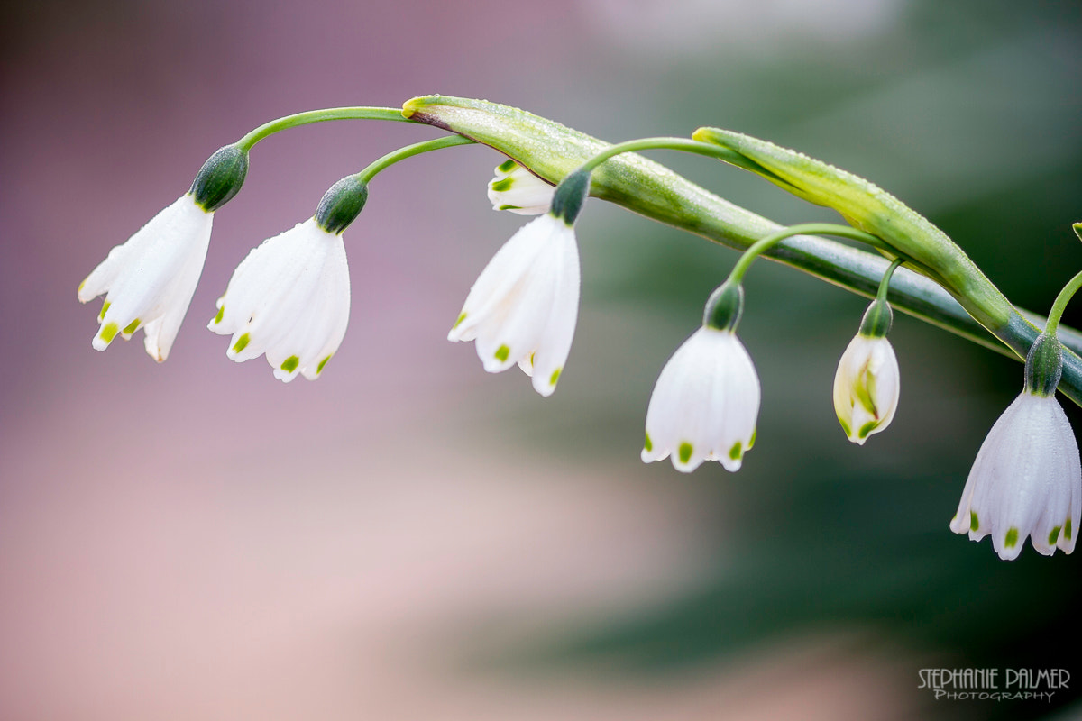 Canon EOS 7D + Sigma 105mm F2.8 EX DG Macro sample photo. Little bells photography