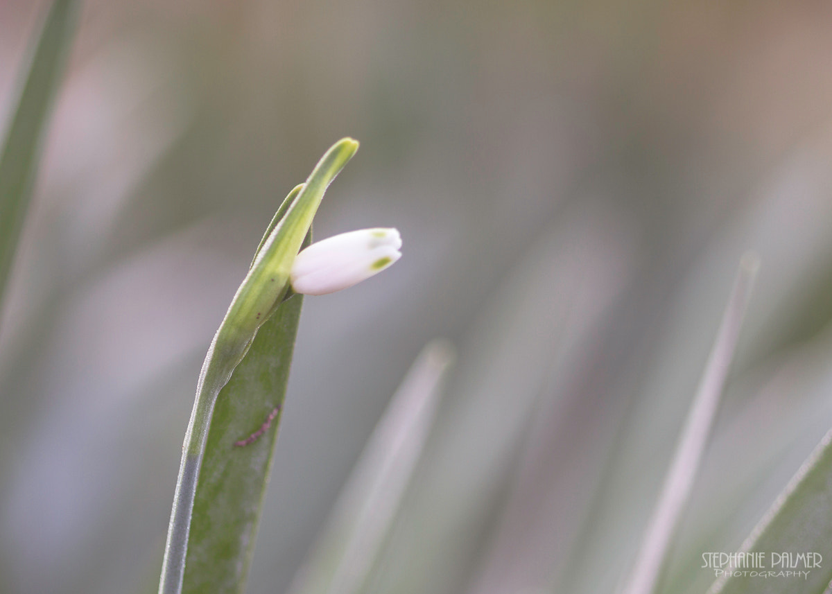 Canon EOS 7D + Sigma 105mm F2.8 EX DG Macro sample photo. New growth photography