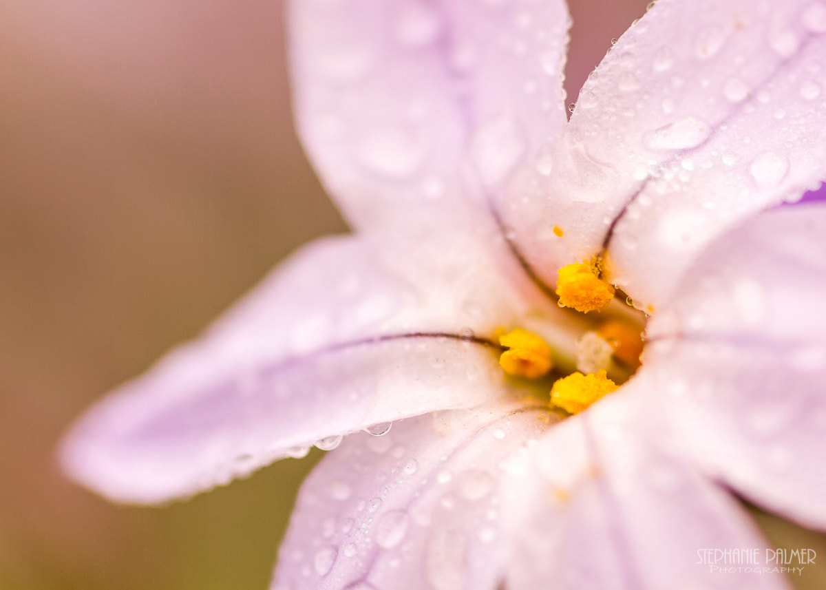 Canon EOS 7D + Sigma 105mm F2.8 EX DG Macro sample photo. Morning dew photography