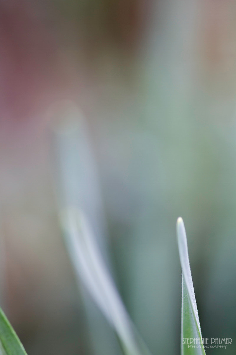 Canon EOS 7D + Sigma 105mm F2.8 EX DG Macro sample photo. Leaf abstract photography