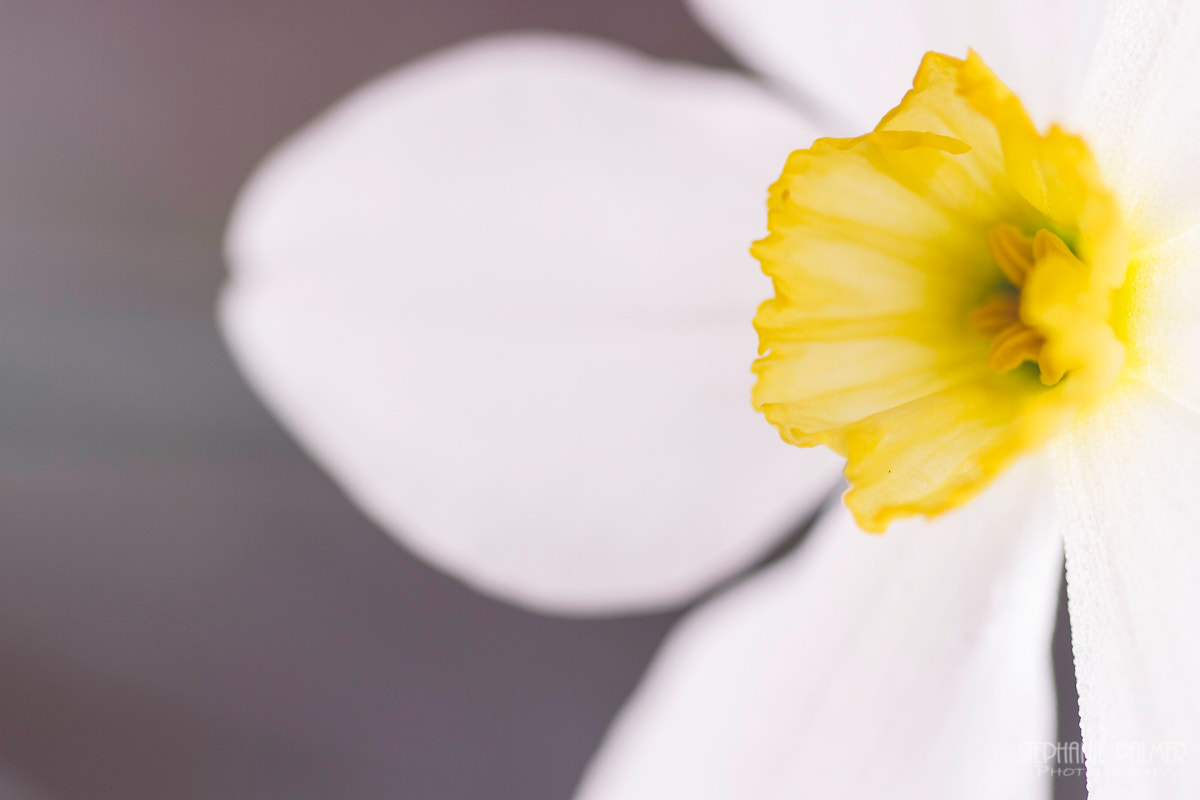 Canon EOS 7D + Sigma 105mm F2.8 EX DG Macro sample photo. White daffodil photography
