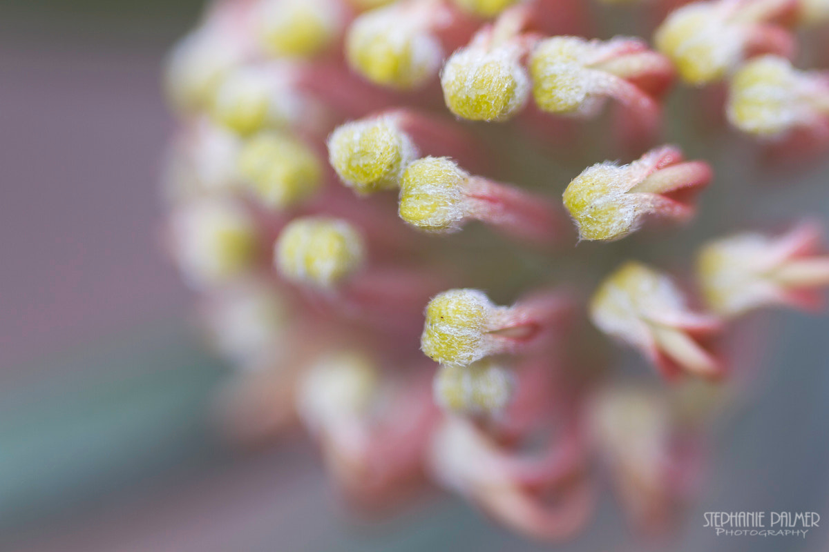 Canon EOS 7D + Sigma 105mm F2.8 EX DG Macro sample photo. Complex inner workings photography