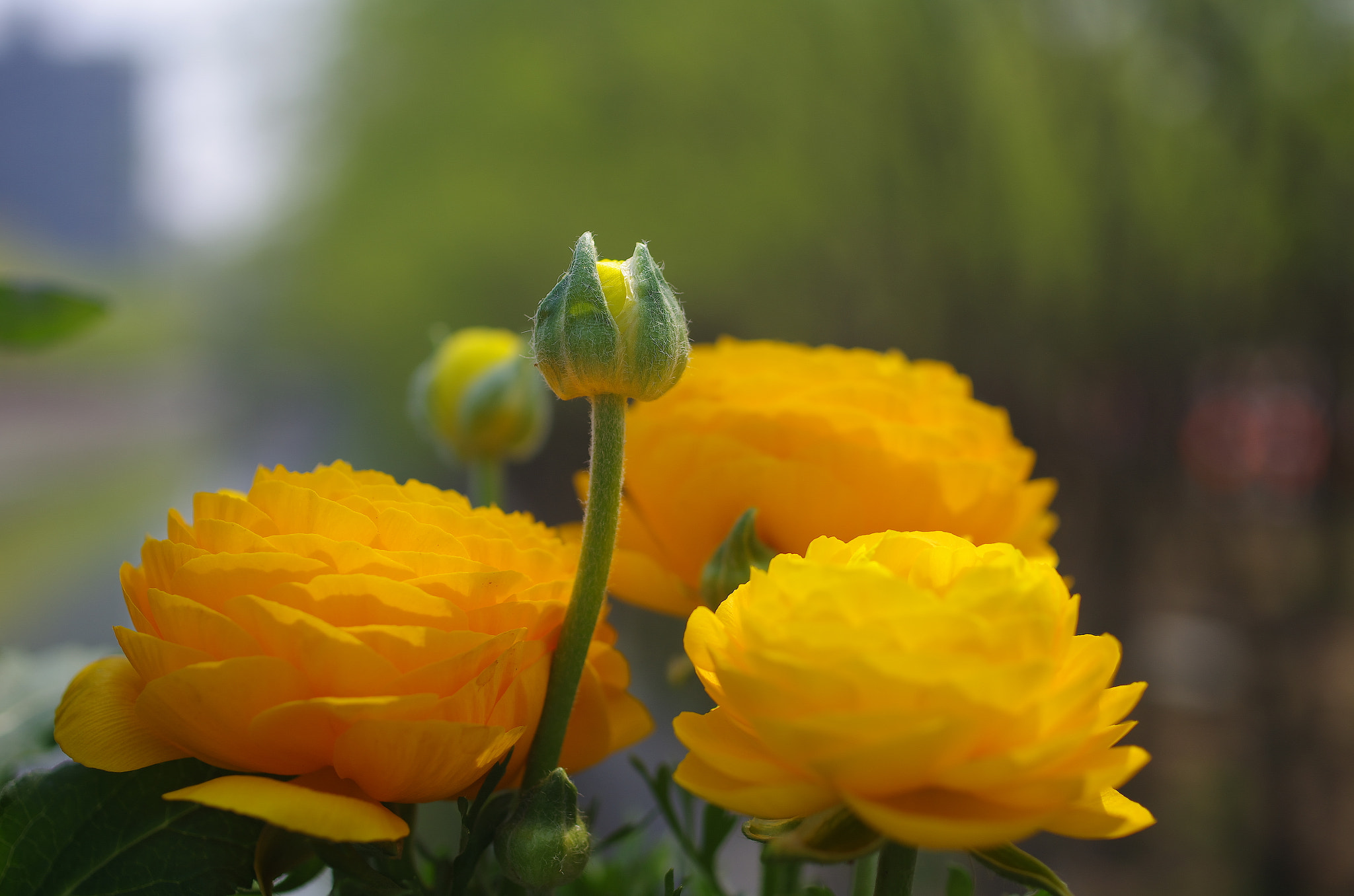 HD Pentax DA 35mm F2.8 Macro Limited sample photo. Yellow photography