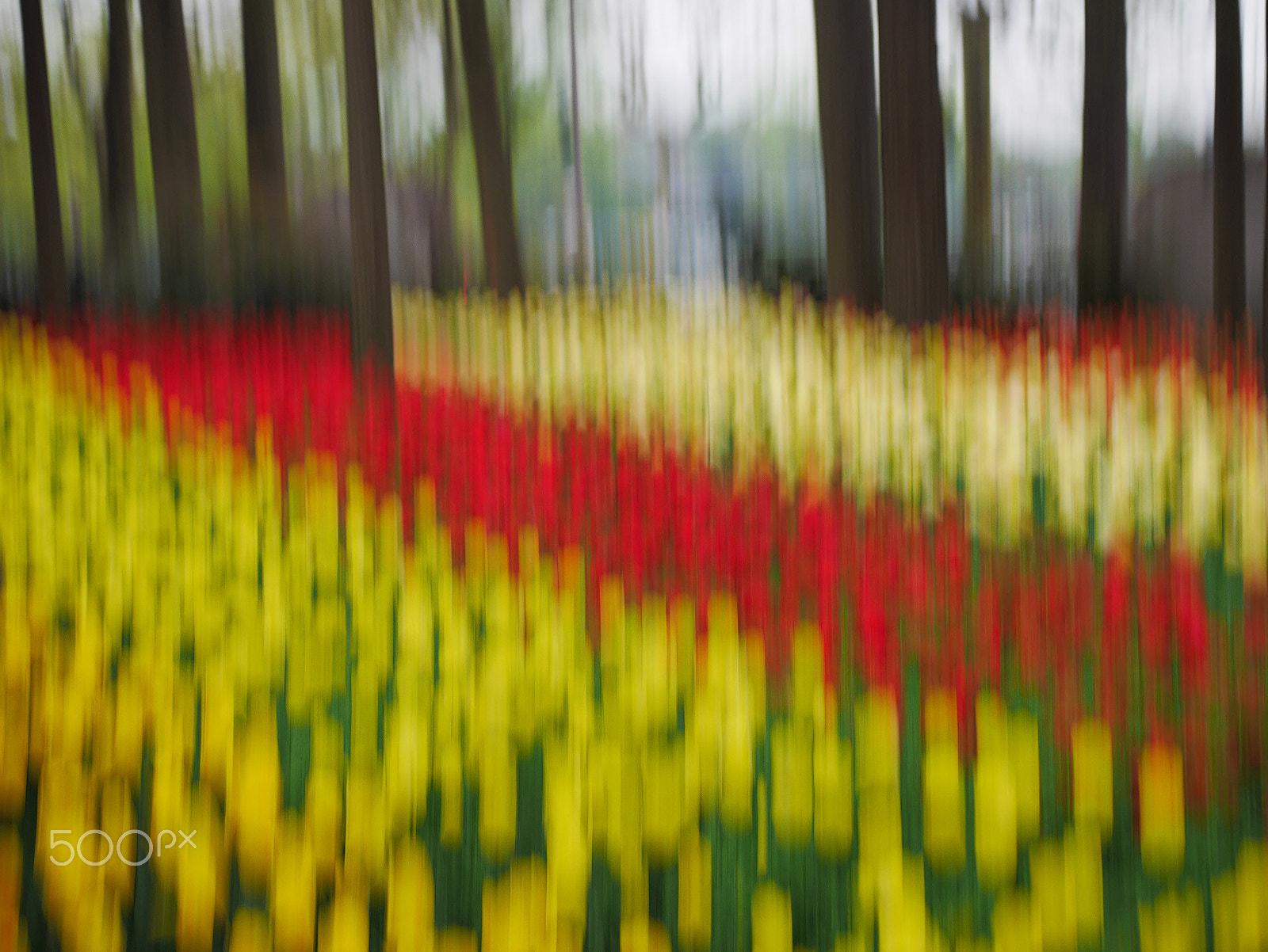 Panasonic Lumix DMC-GX7 + Olympus M.Zuiko Digital 25mm F1.8 sample photo. Bands of tulips photography
