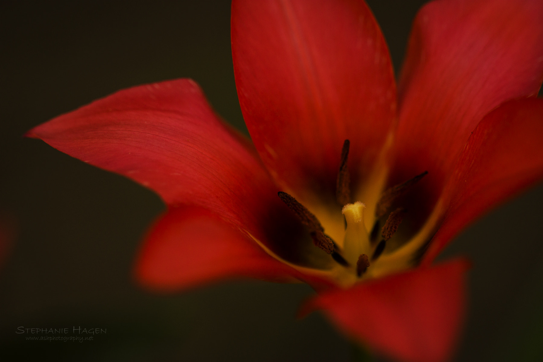 Canon EF 100mm F2.8L Macro IS USM sample photo. Alluring tulip photography