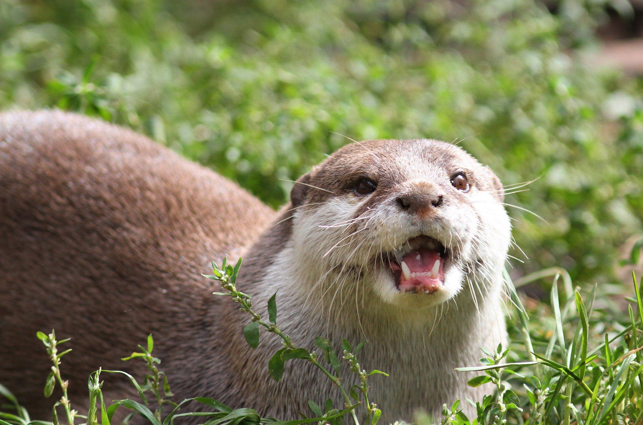 Canon EF 300mm F4L IS USM sample photo. Otter photography
