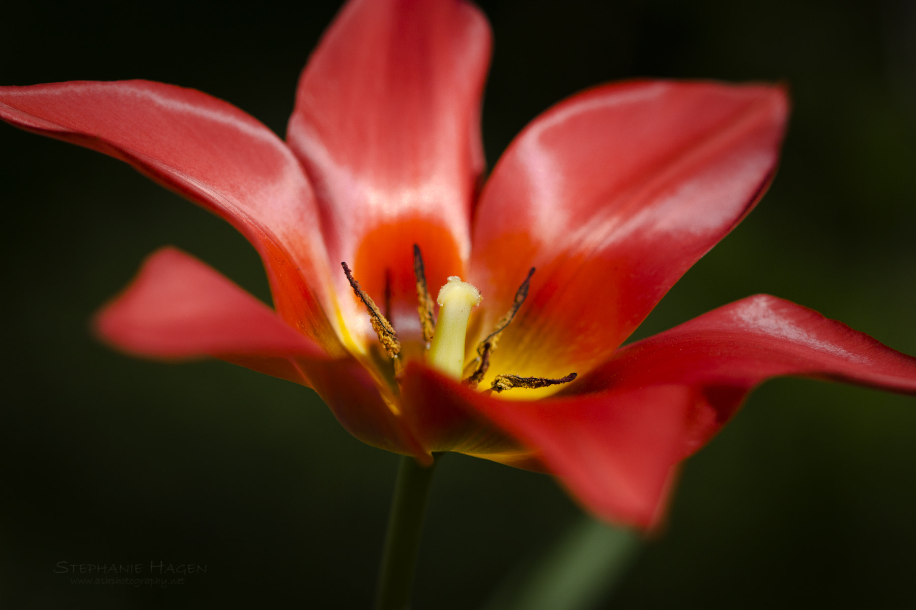 Canon EF 100mm F2.8L Macro IS USM sample photo. Springtime beauty photography