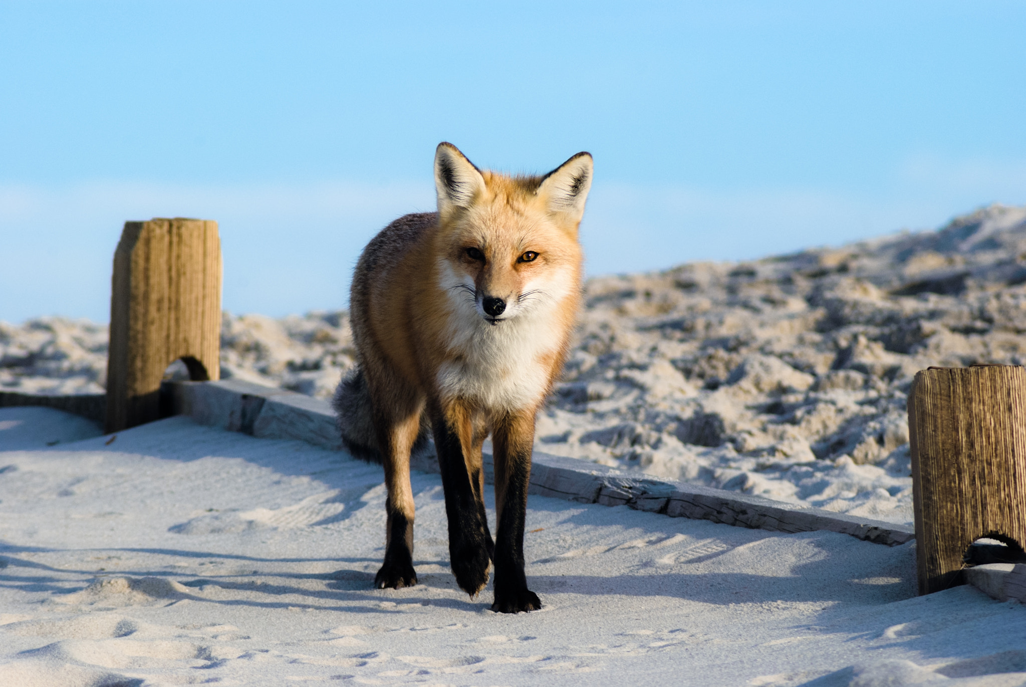 Nikon D60 sample photo. Fox photography