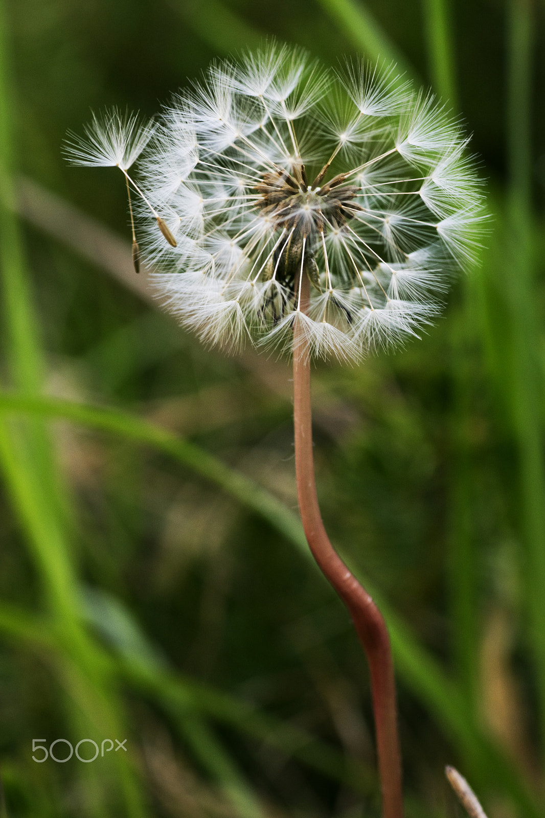Tamron SP AF 90mm F2.8 Di Macro sample photo. () photography