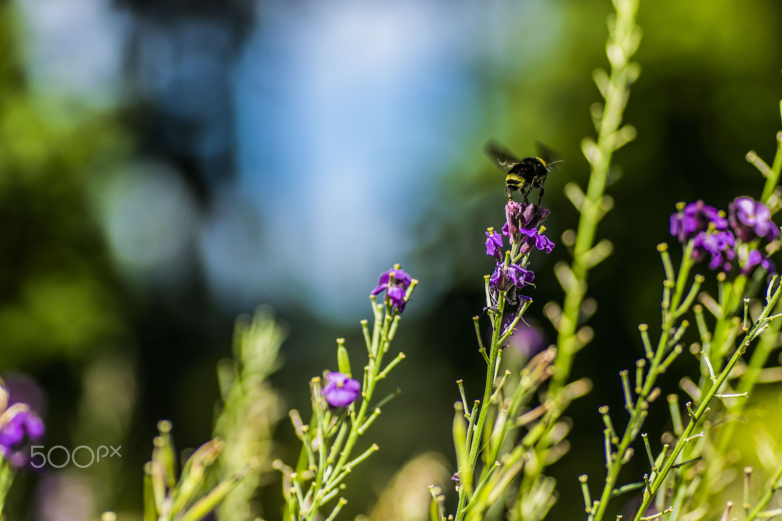 Tamron SP AF 90mm F2.8 Di Macro sample photo. () photography
