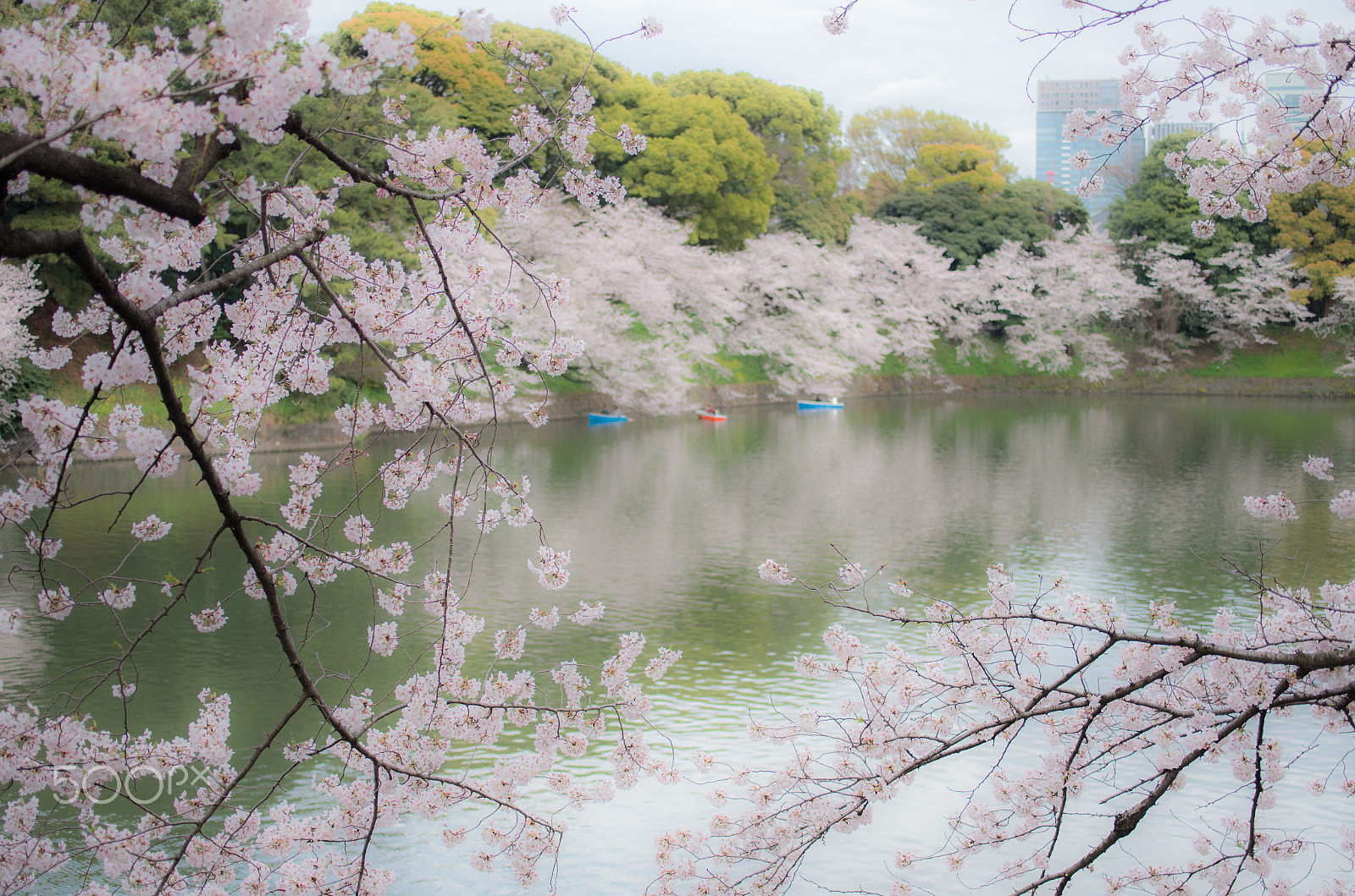 Pentax K-5 IIs + HD Pentax DA 35mm F2.8 Macro Limited sample photo. Cherry blossoms photography