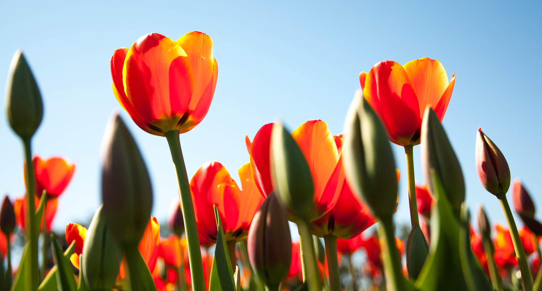 Sigma 17-70mm F2.8-4 DC Macro OS HSM | C sample photo. Tulips photography