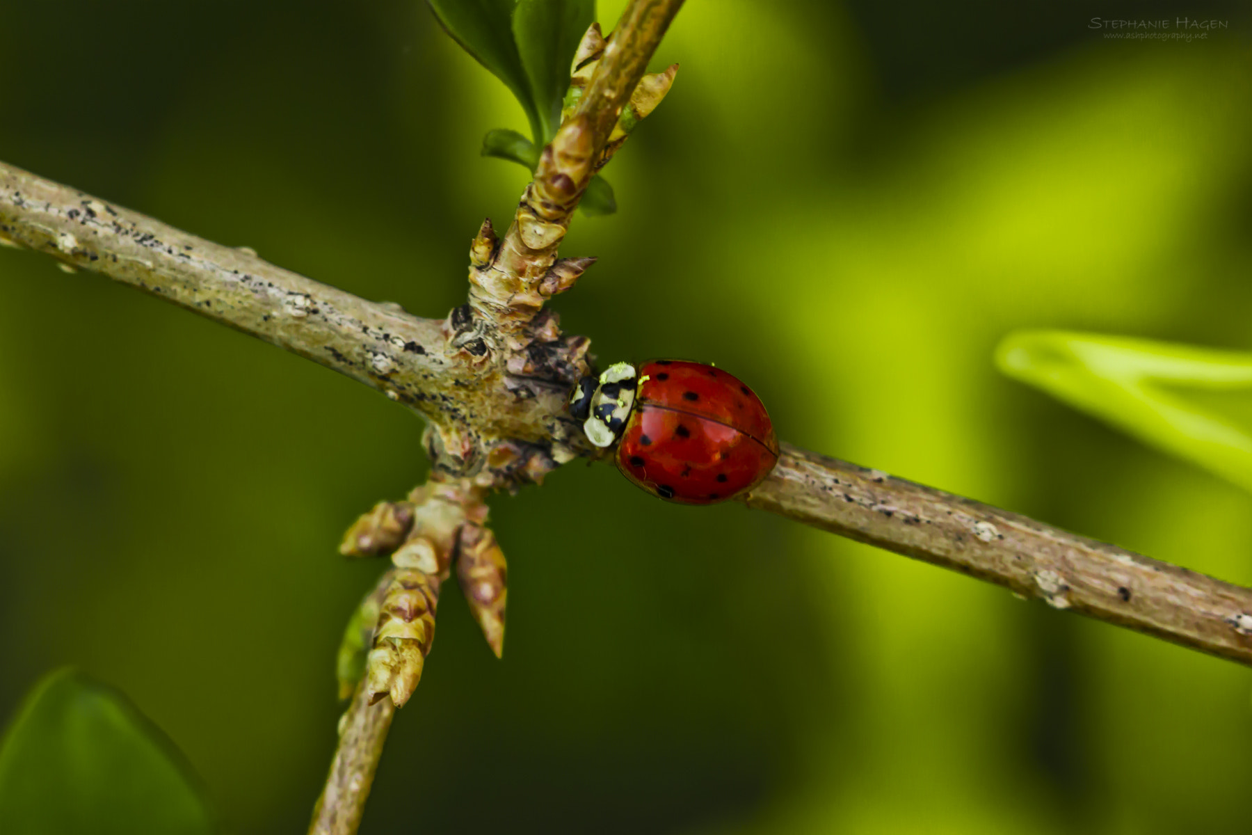Canon EF 100mm F2.8L Macro IS USM sample photo. Crossroads of life photography