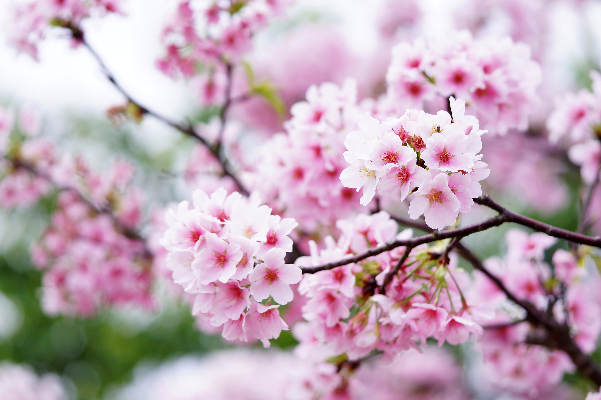 Sony Alpha NEX-6 + Sony FE 90mm F2.8 Macro G OSS sample photo. Cherry blossom photography