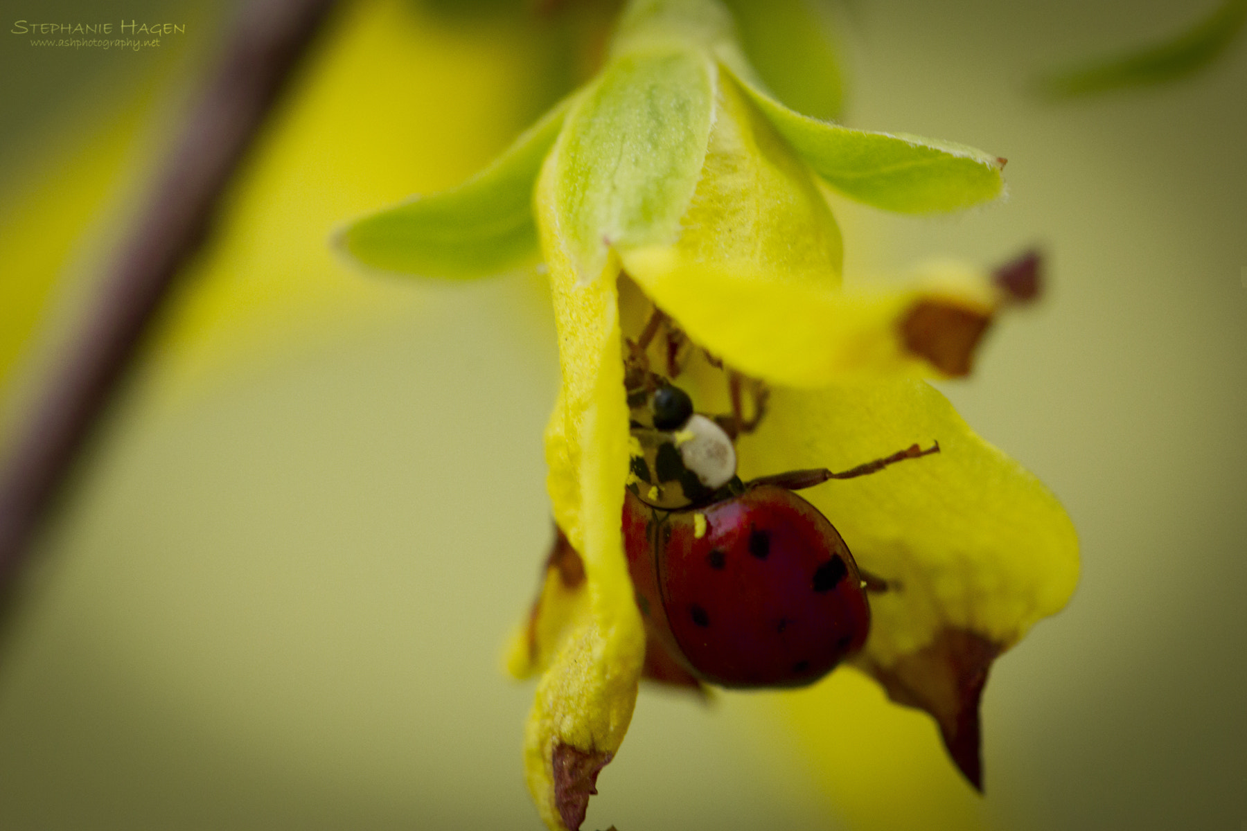 Canon EF 100mm F2.8L Macro IS USM sample photo. Ladybug photography