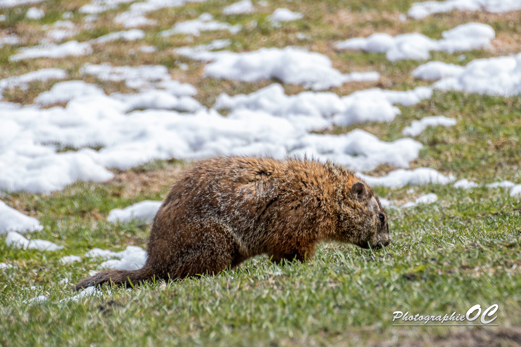 Canon EOS 760D (EOS Rebel T6s / EOS 8000D) + Tamron 18-270mm F3.5-6.3 Di II VC PZD sample photo. Marmot waiting for the spring photography