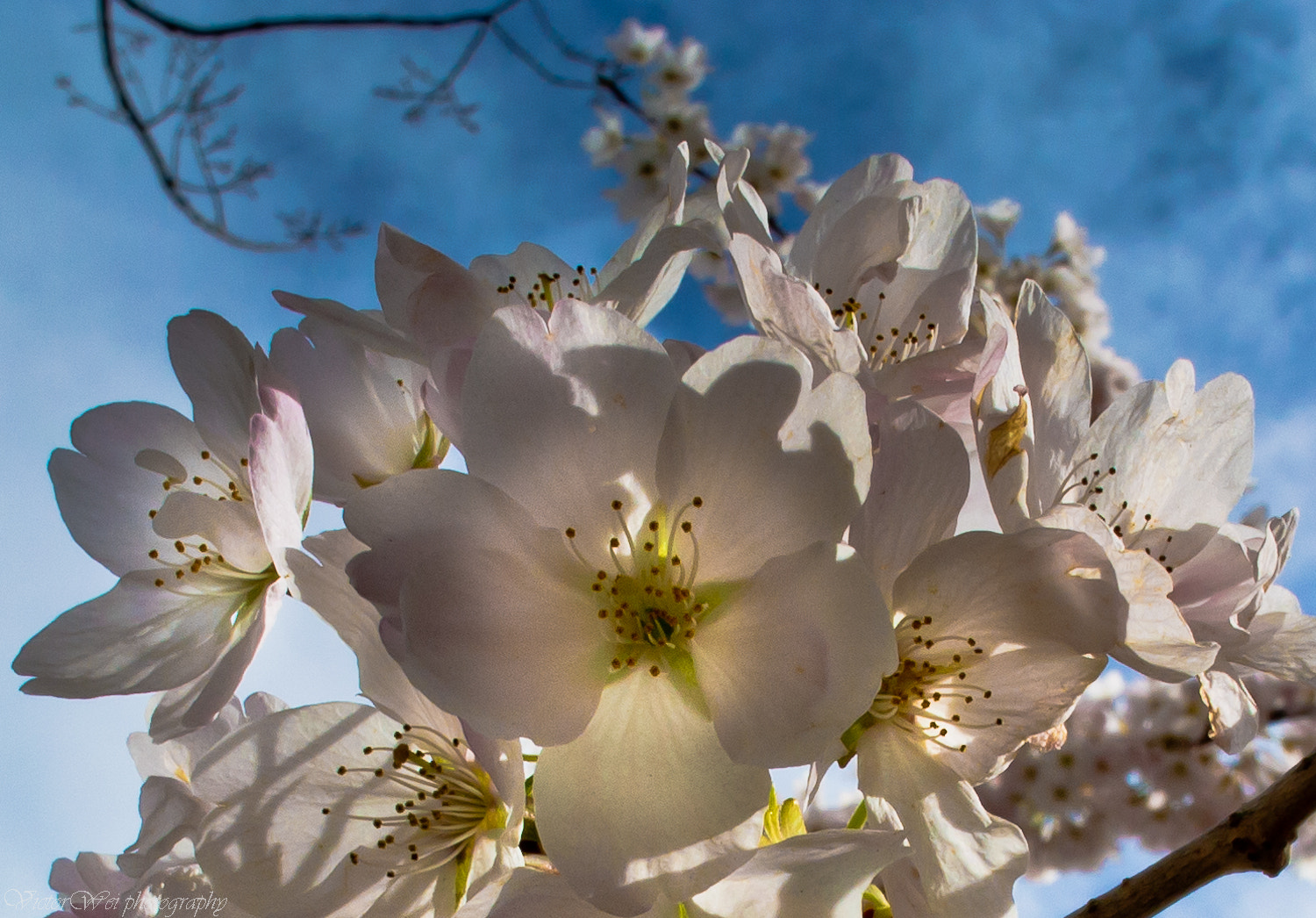 Nikon 1 J1 + Nikon 1 Nikkor 10mm F2.8 sample photo. Blossom from heaven photography