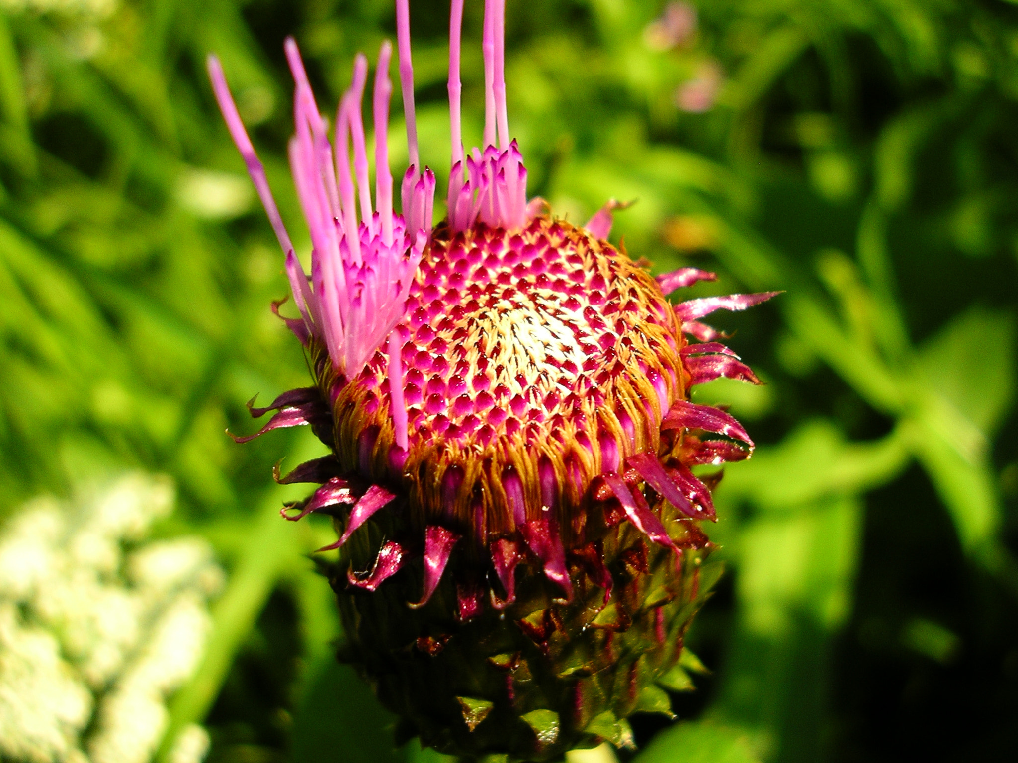 Pentax OPTIO 30 sample photo. Untitled photography