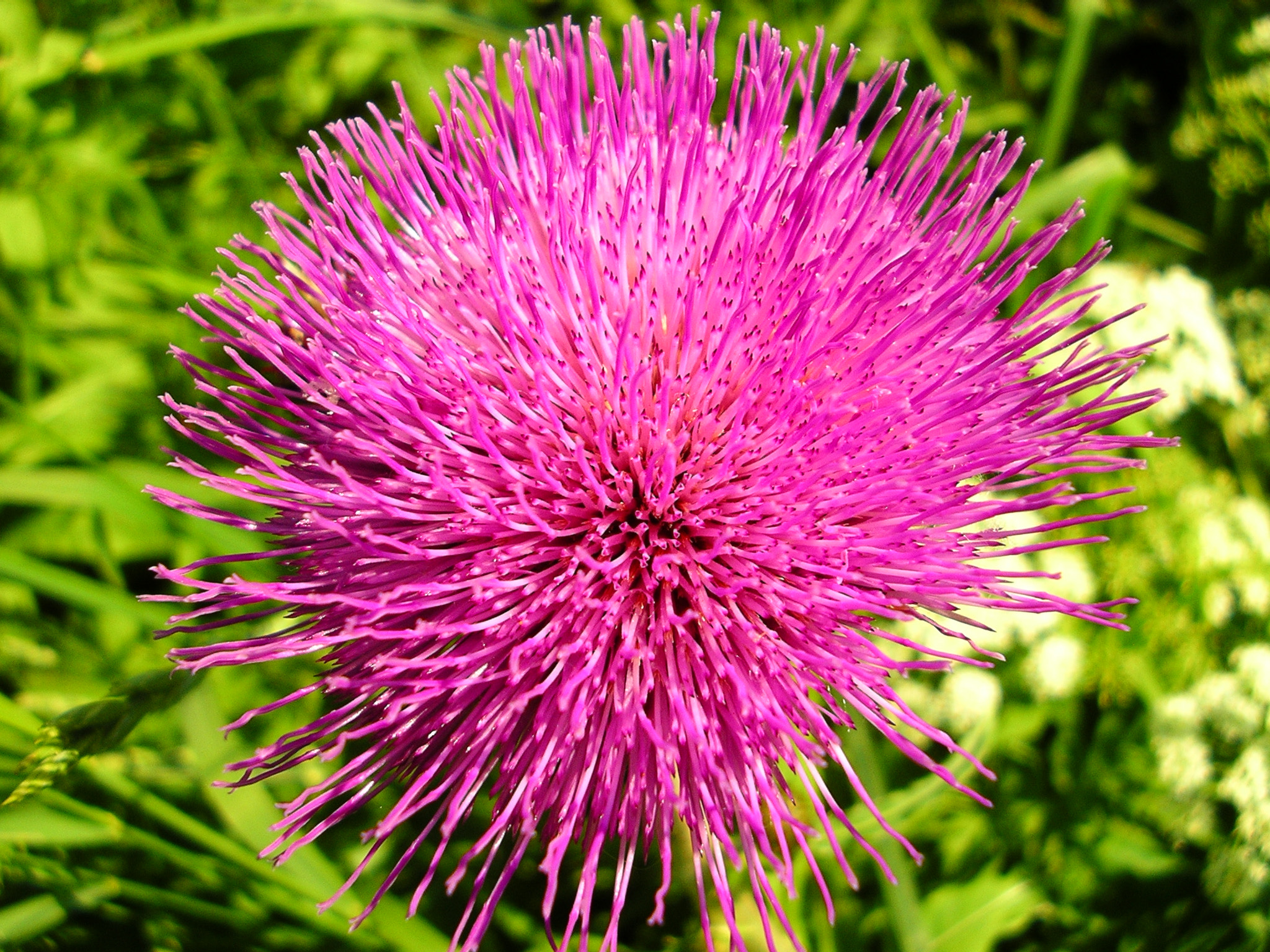 Pentax OPTIO 30 sample photo. Untitled photography