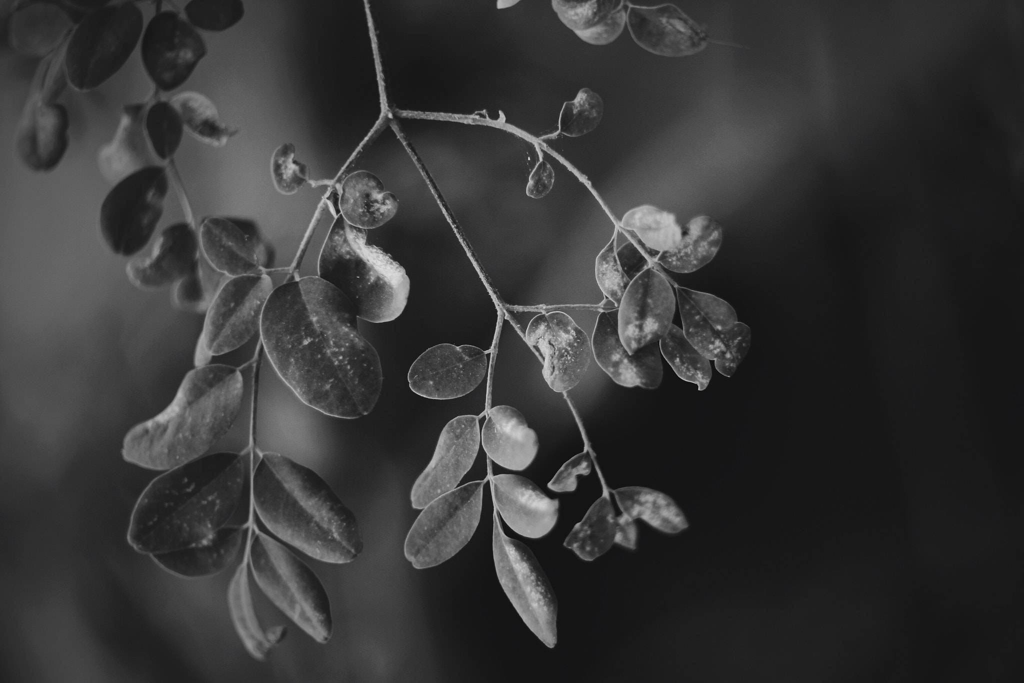 Canon 1-65535mm sample photo. Natural 2 photography