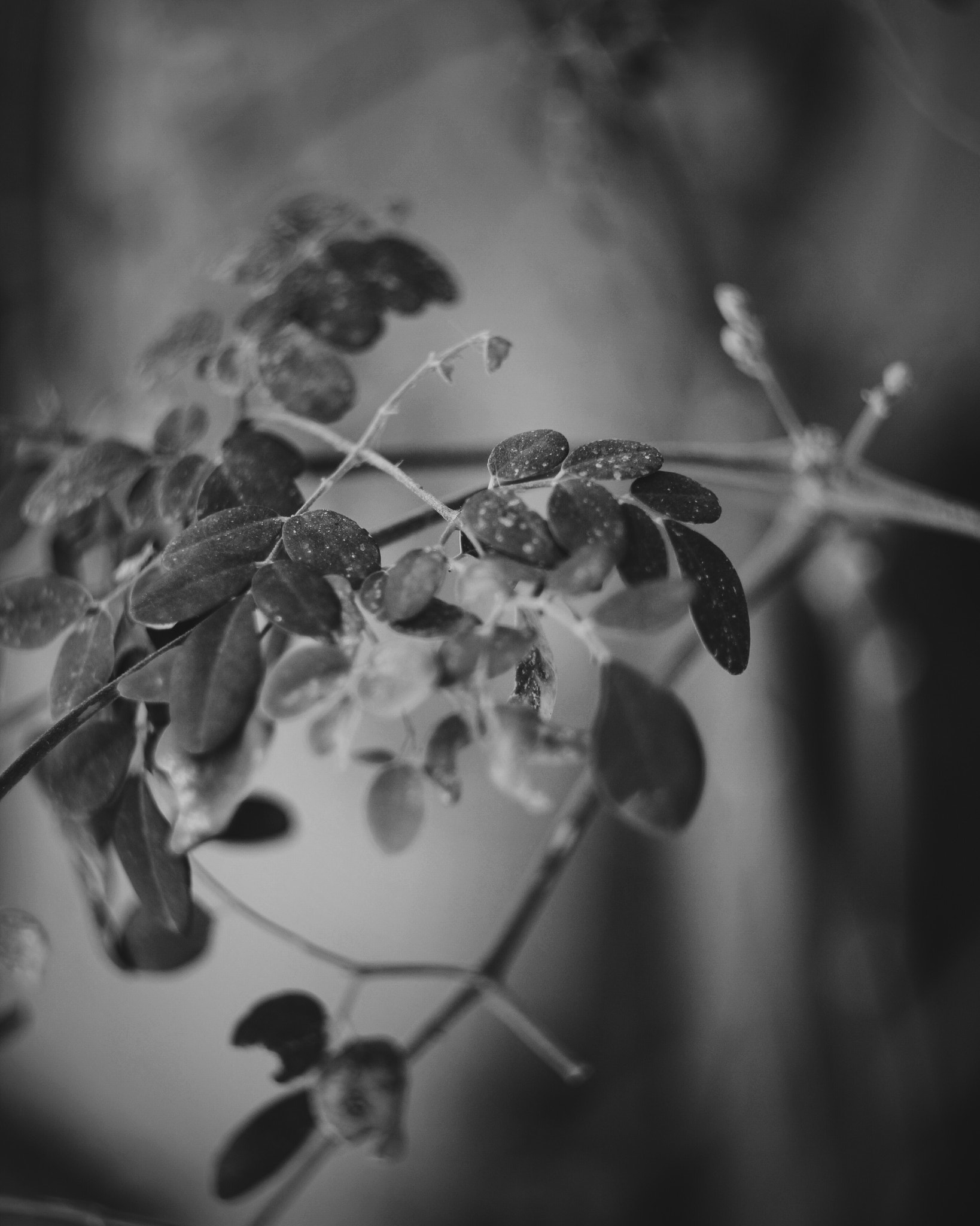 Canon 1-65535mm sample photo. Natural photography