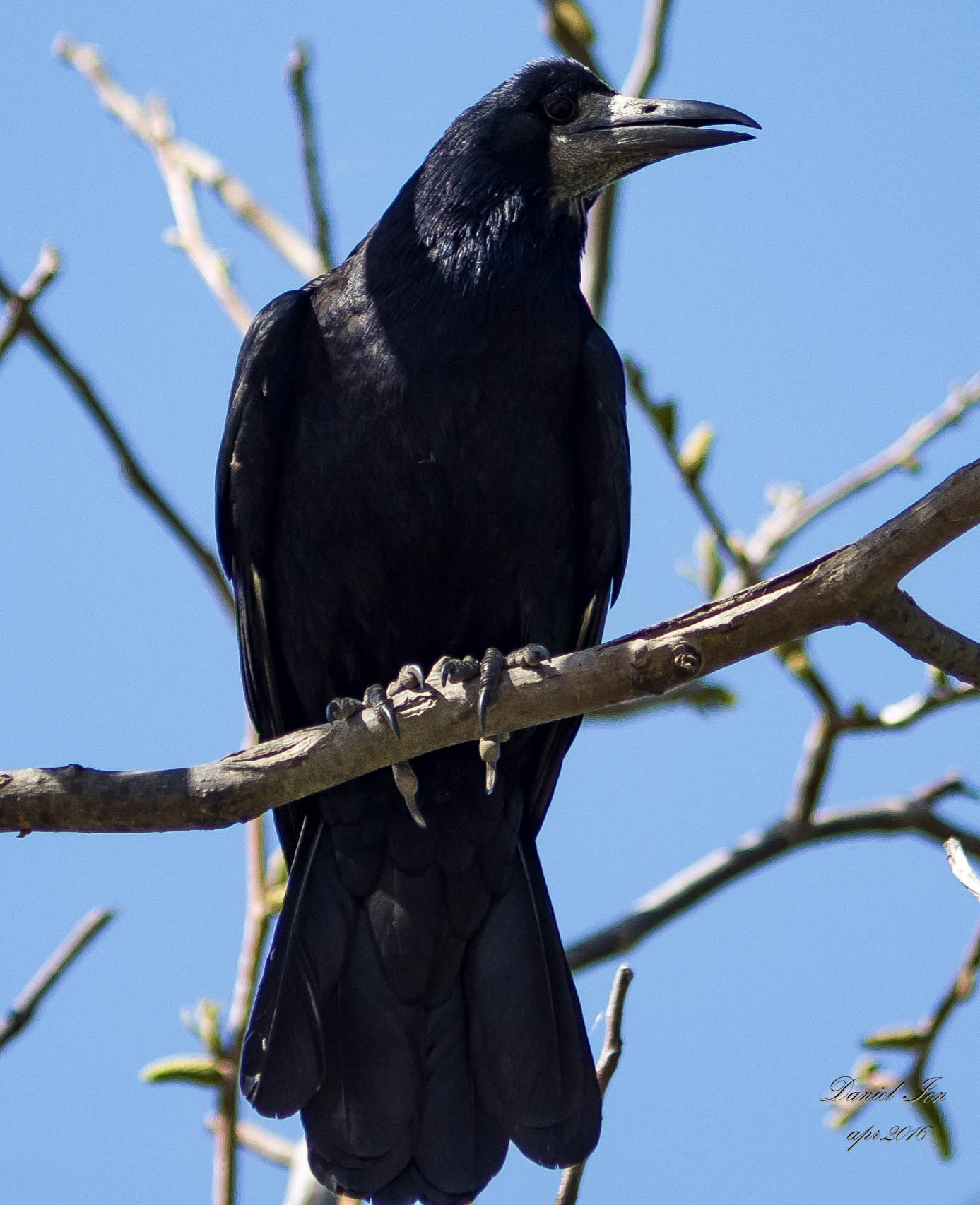 smc PENTAX-FA 70-200mm F4-5.6 sample photo. Corvus frugilegus photography