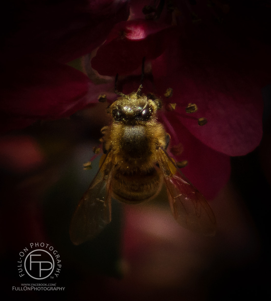 Nikon D7100 + AF Nikkor 70-210mm f/4-5.6 sample photo. A study in bees photography