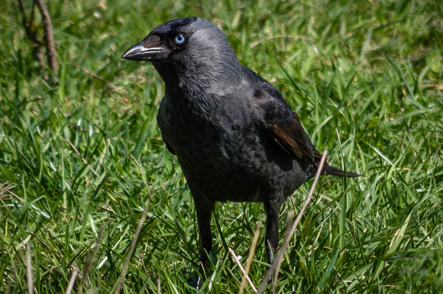 smc PENTAX-FA 70-200mm F4-5.6 sample photo. Corvus monedula photography