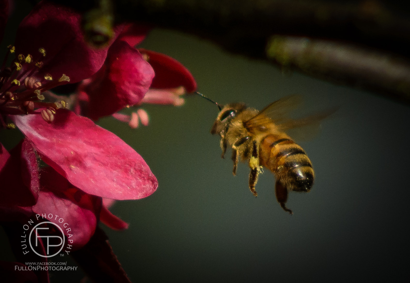 Nikon D7100 + AF Nikkor 70-210mm f/4-5.6 sample photo. A study in bees photography