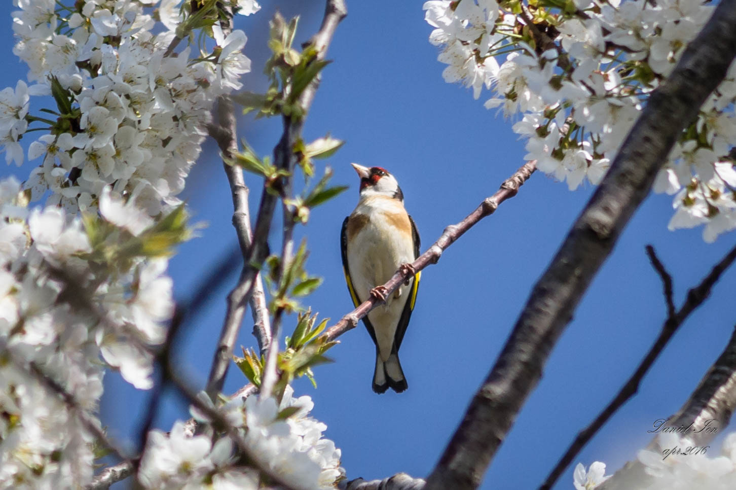 Pentax K-x sample photo. Carduelis carduelis photography