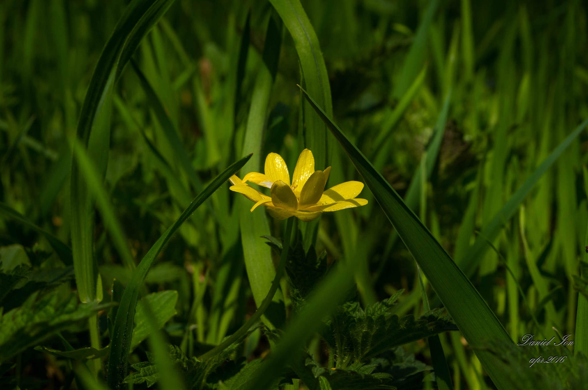 Pentax K-x sample photo. Spring photography