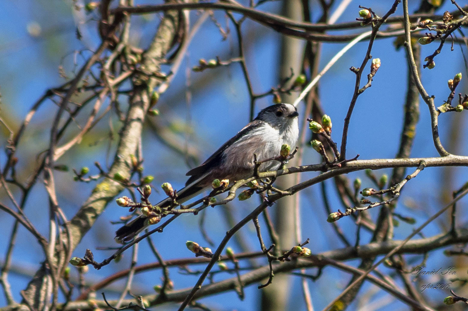 Pentax K-x sample photo. Aegithalos caudatus photography