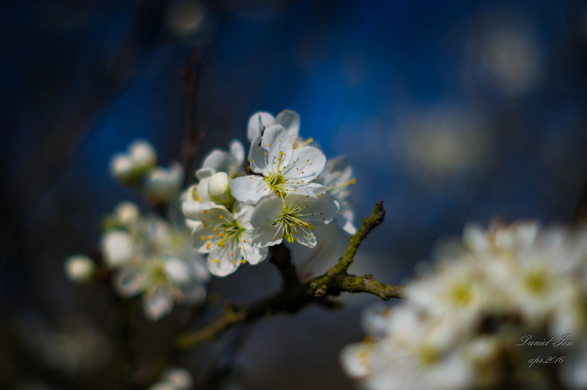 Pentax K-x sample photo. Spring photography