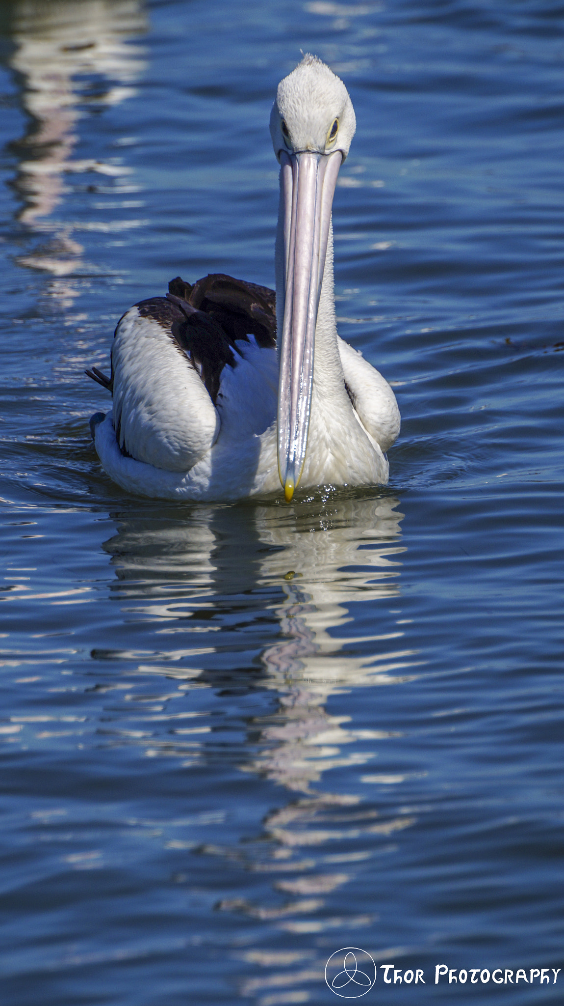 Tamron SP 70-300mm F4-5.6 Di USD sample photo. Head on photography