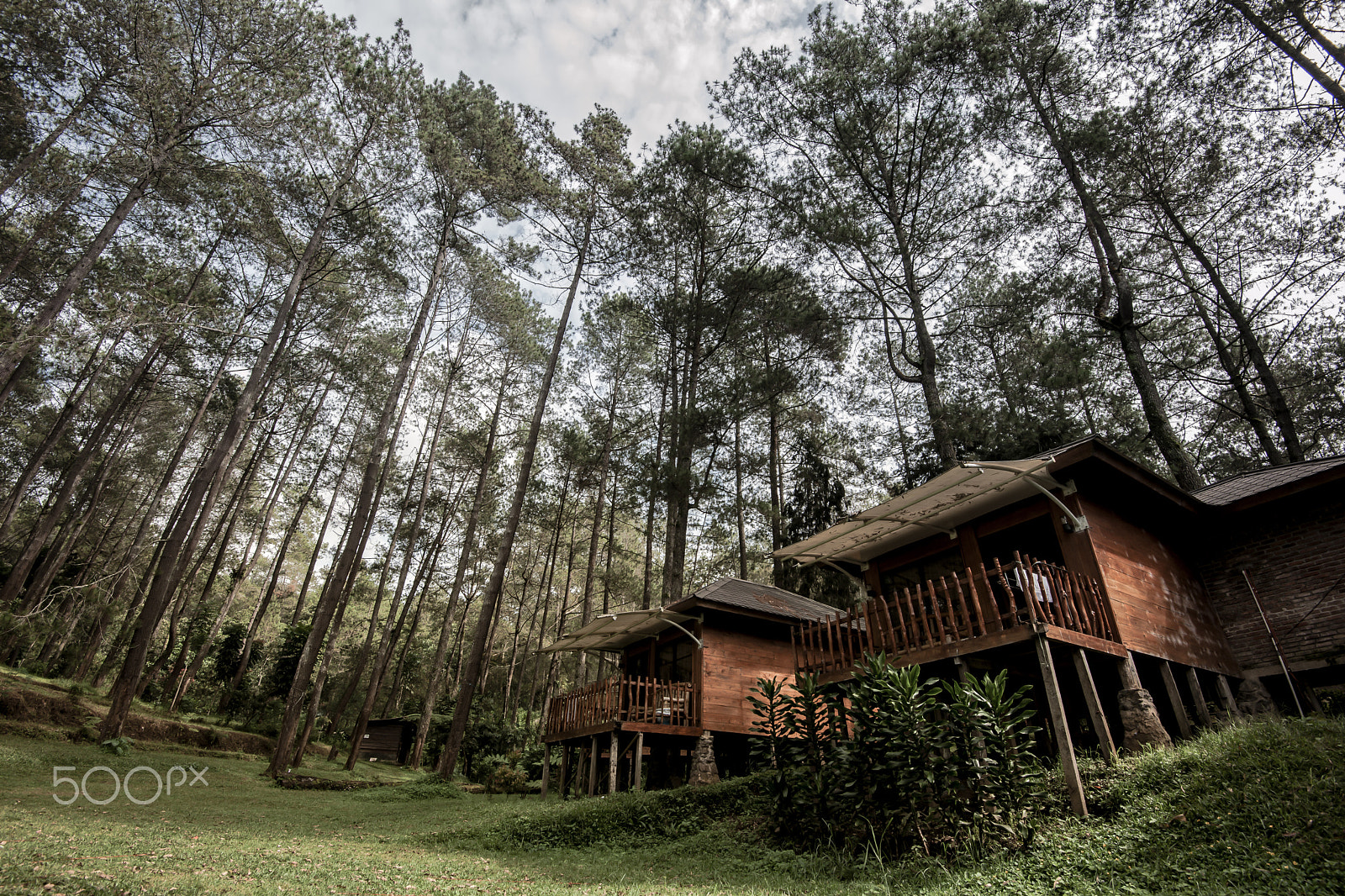 Nikon D3X sample photo. Pine forests photography
