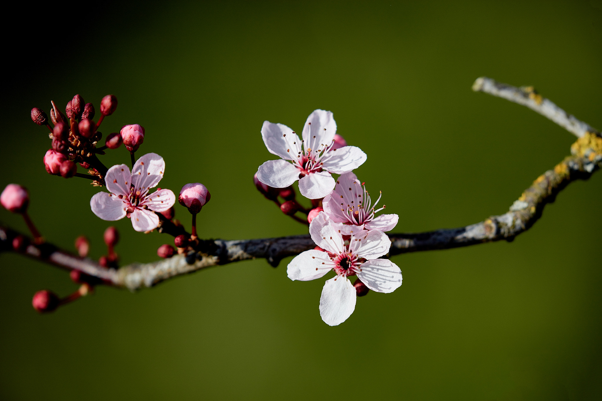 Canon EF 100-400mm F4.5-5.6L IS II USM sample photo. Springtime photography