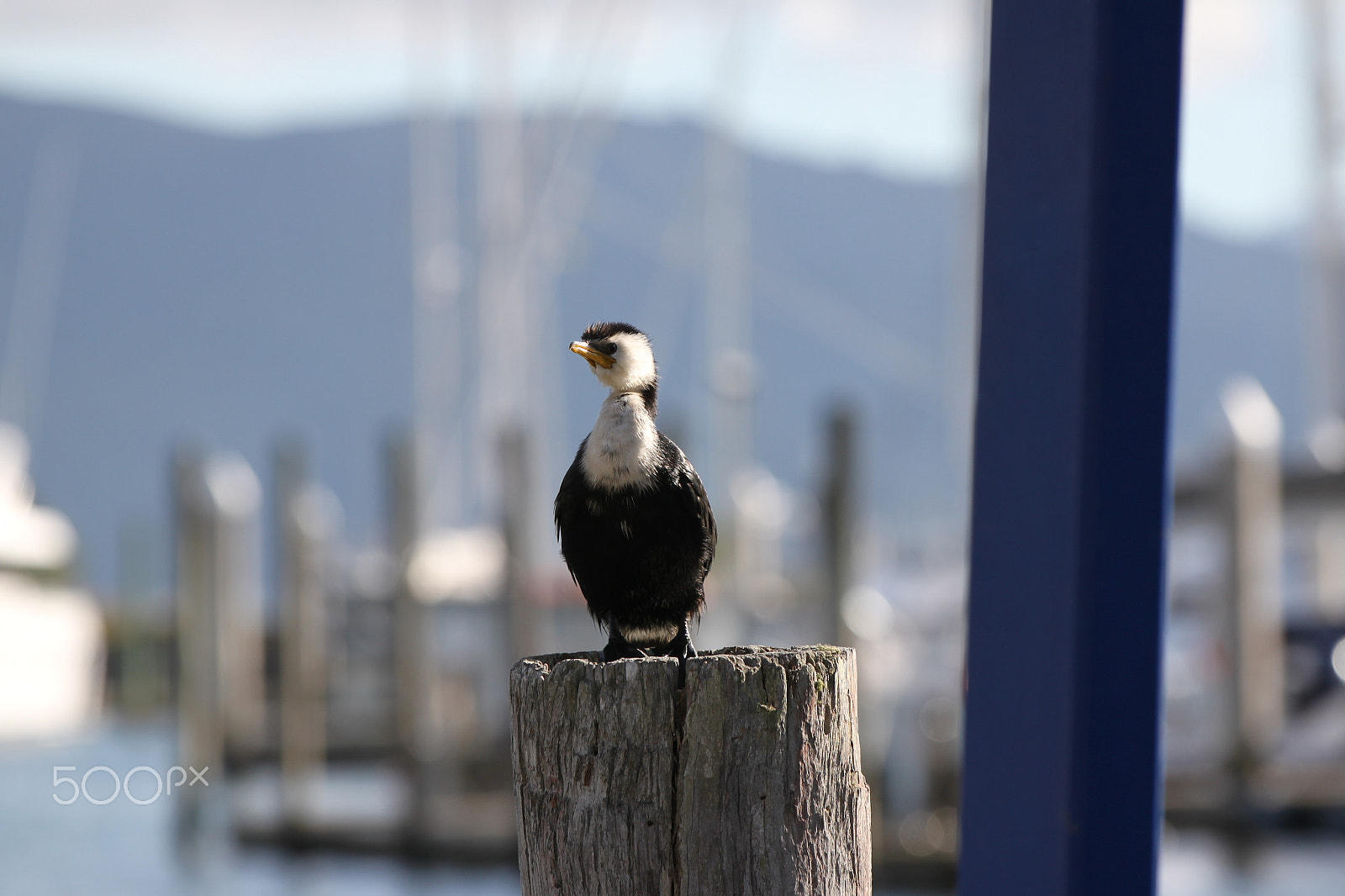 Canon EF 70-200mm F2.8L IS II USM sample photo. () photography