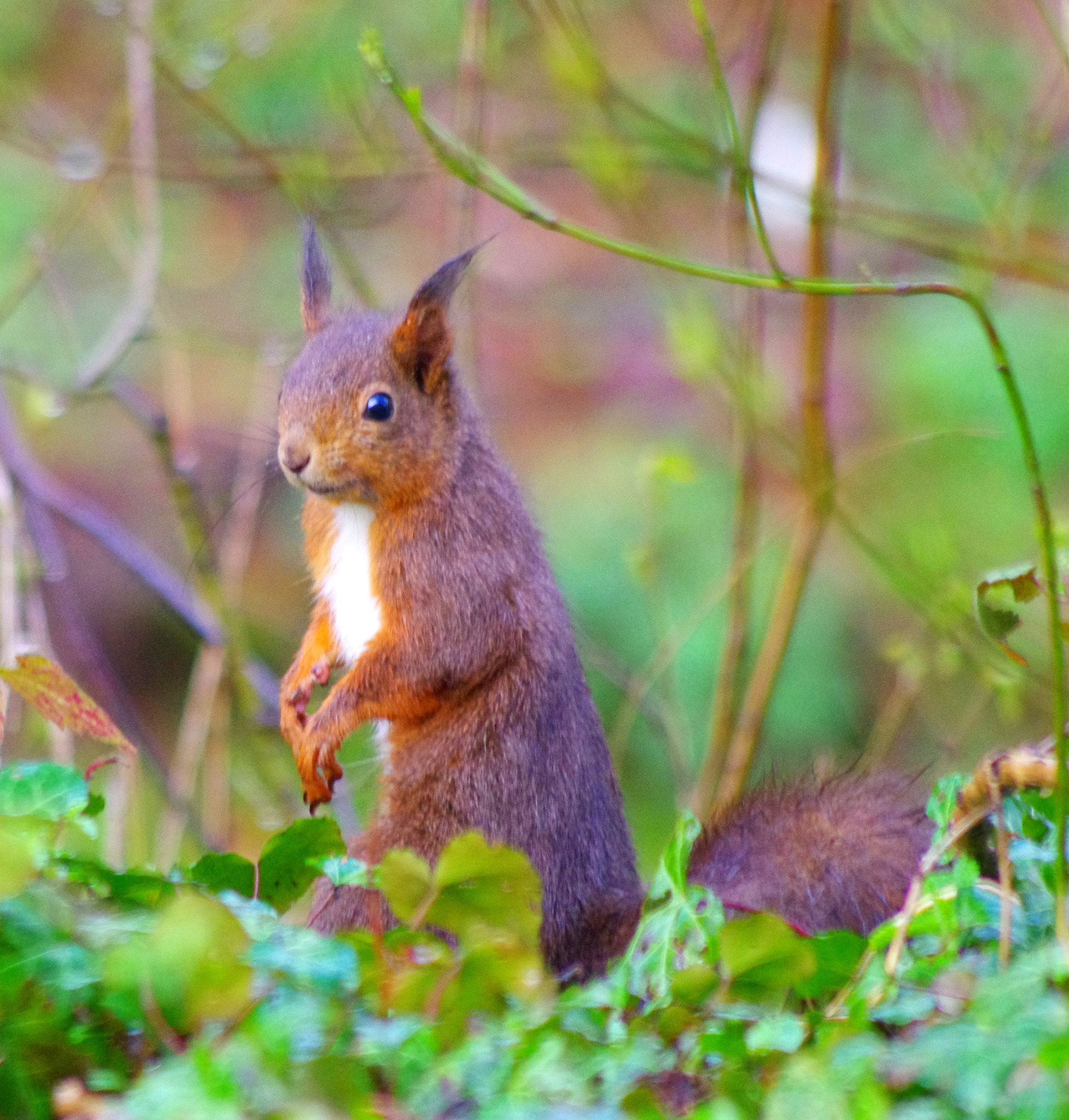 Pentax K-5 sample photo. As if the squirrel wanted to chat ... photography