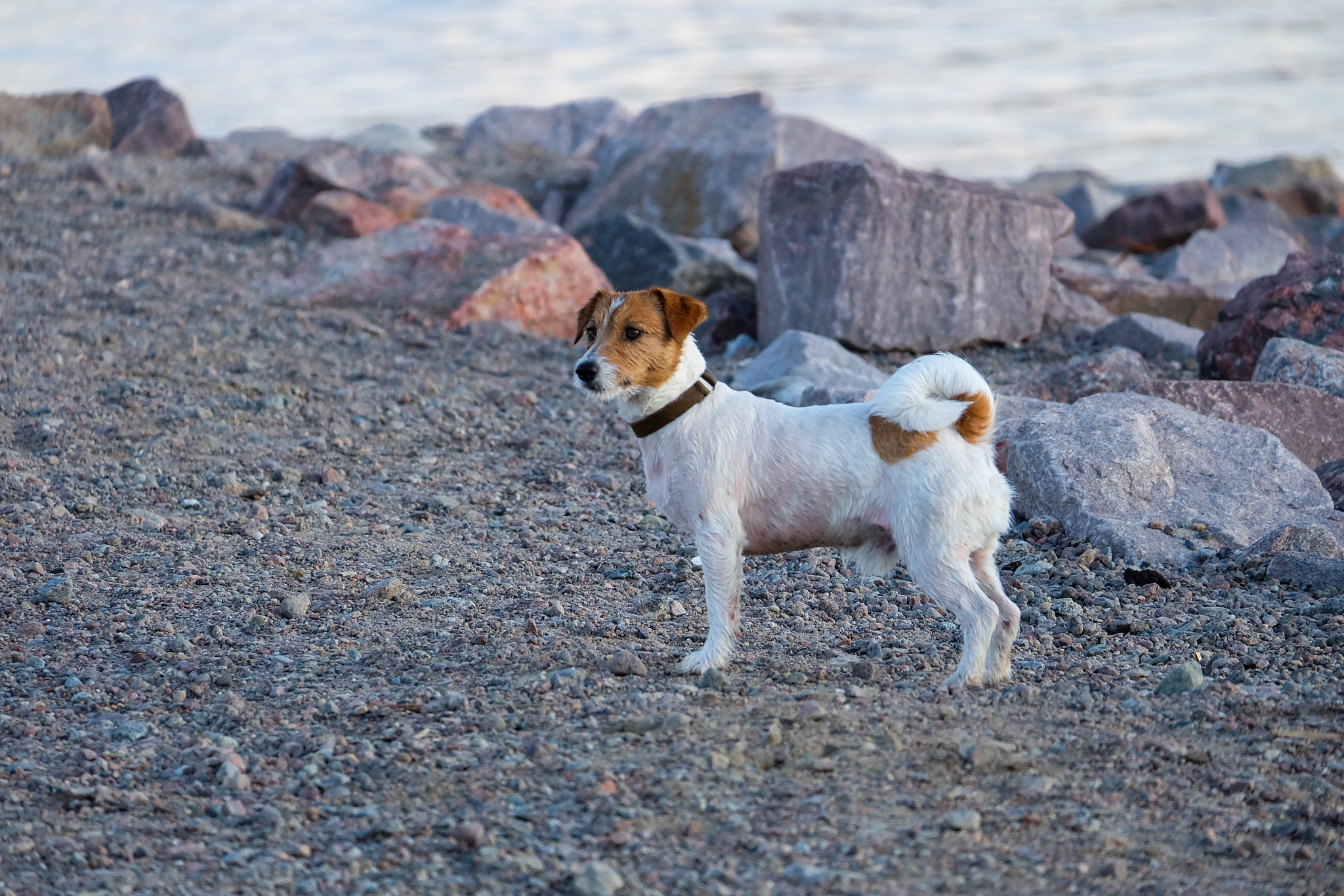 Fujifilm X-A2 + Fujifilm XC 50-230mm F4.5-6.7 OIS II sample photo. Obedience photography