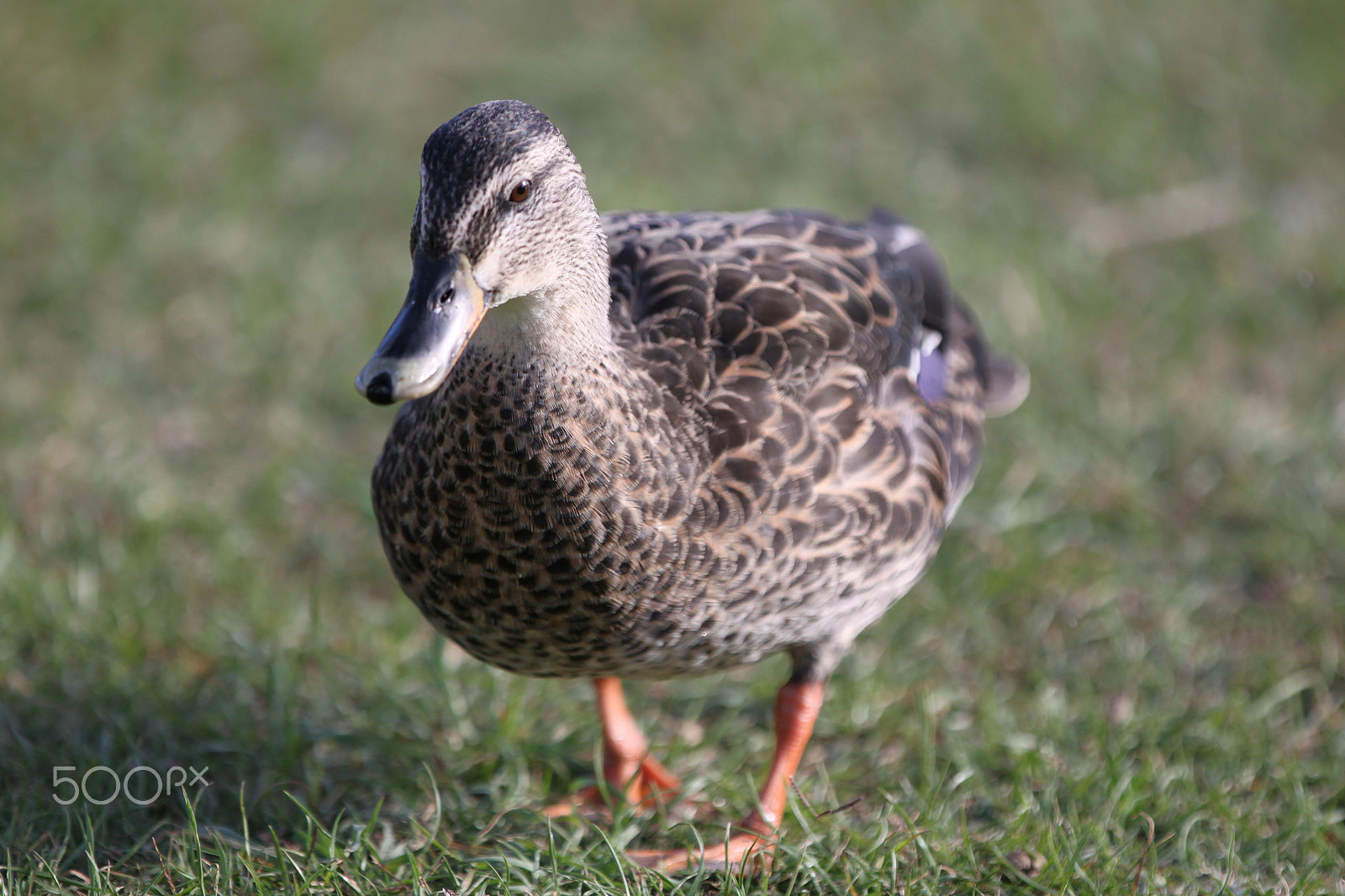 Canon EF 70-200mm F2.8L IS II USM sample photo. () photography