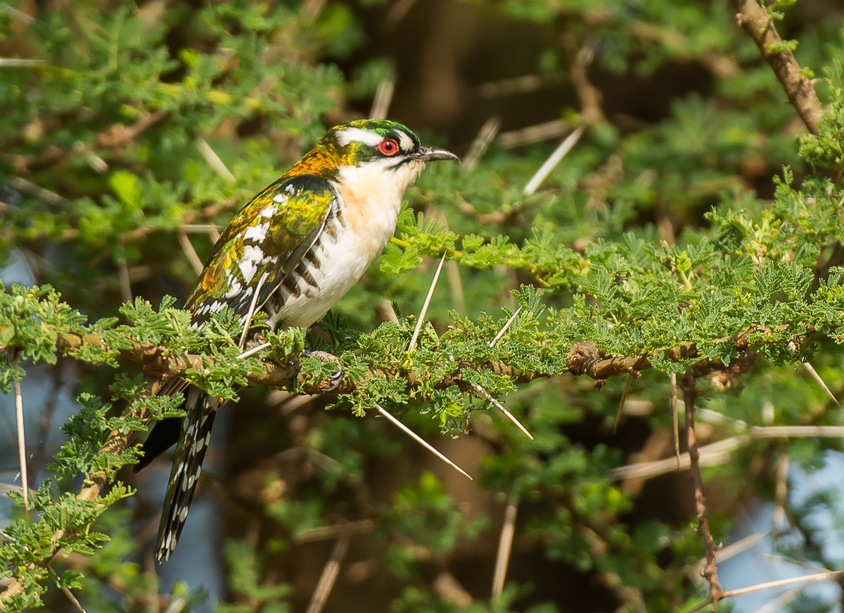 Nikon AF-S Nikkor 200-400mm F4G ED-IF VR sample photo. Diederic cuckoo photography