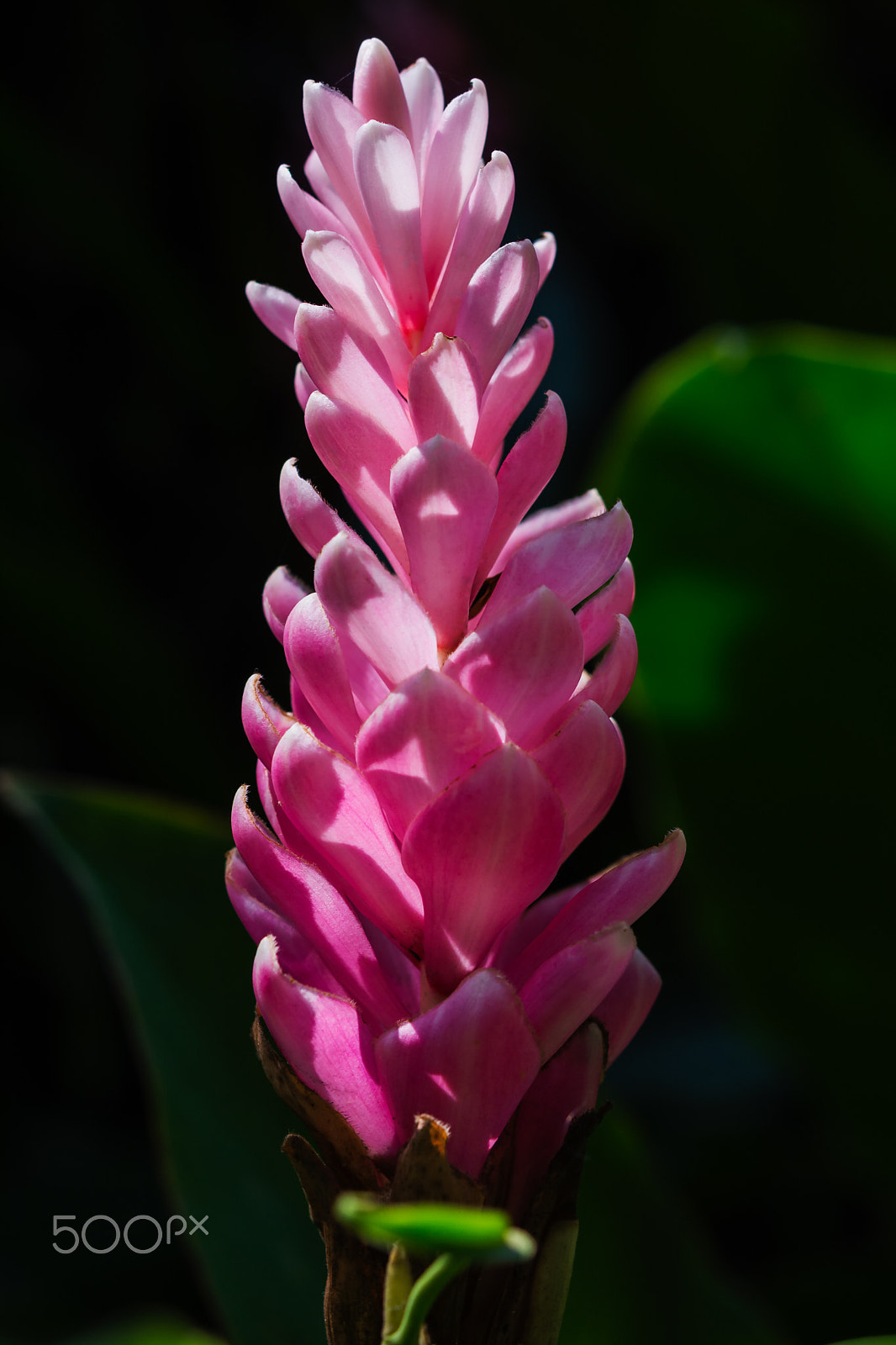 Nikon AF-S Micro-Nikkor 60mm F2.8G ED sample photo. Irene macdonald photography